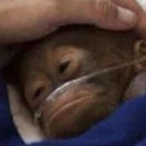 Meet your Posher, Collins